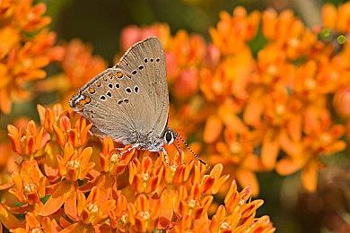 印度风格浓郁《街头霸王6》达尔西姆BGM公开